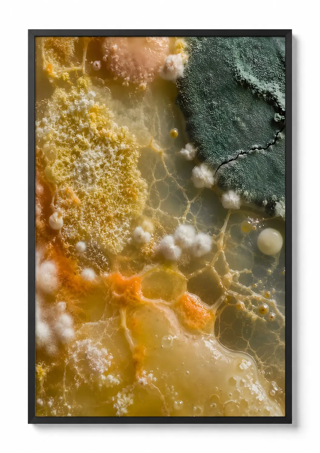 Amber Colony — Mycelium Print