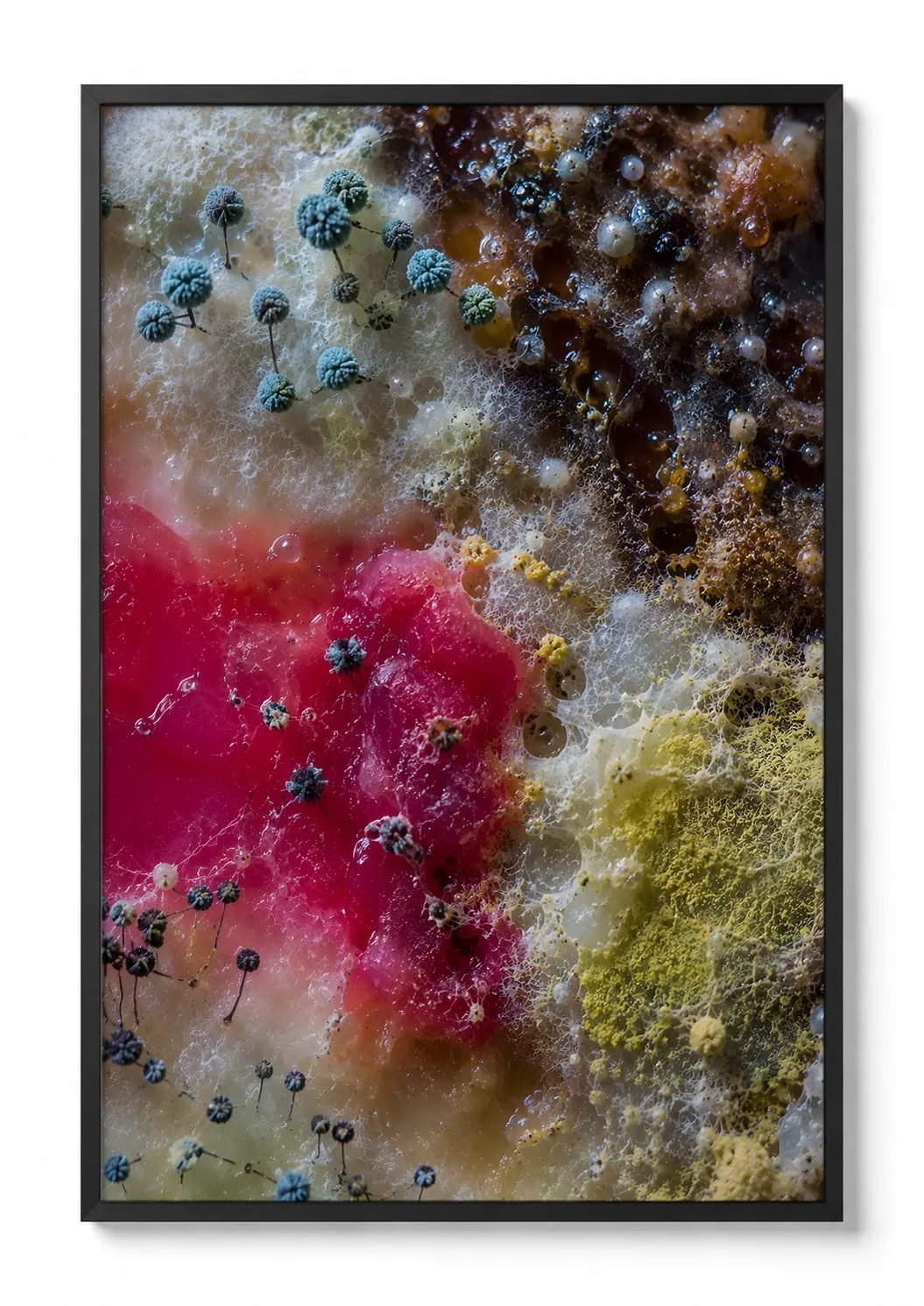 Magenta Flora — Mycelium Print