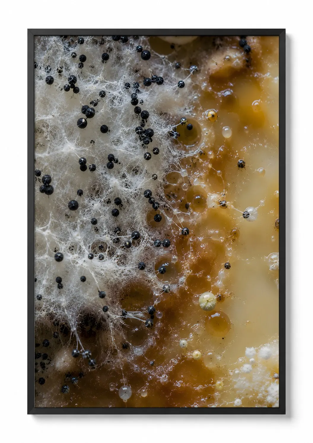 Pearl Hyphae — Mycelium Print